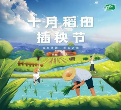 手把青秧話農桑,十月稻田直播互動“云插秧”
