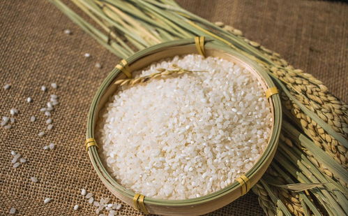 大米檢測(cè)小米檢測(cè) 稻谷指標(biāo)檢測(cè)
